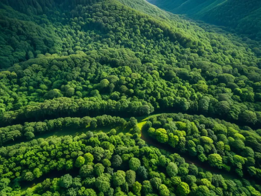 Espectacular bosque Choréachi, tierra ancestral del pueblo Rarámuri, muestra la belleza natural y la protección de sus derechos humanos